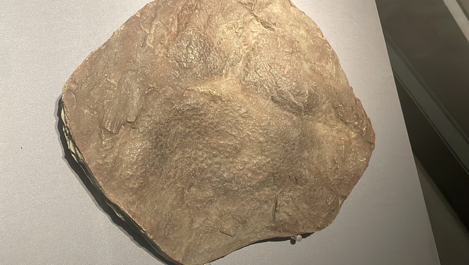 Future Prospects in Dinosaur Skin Research (image credits: wikimedia)