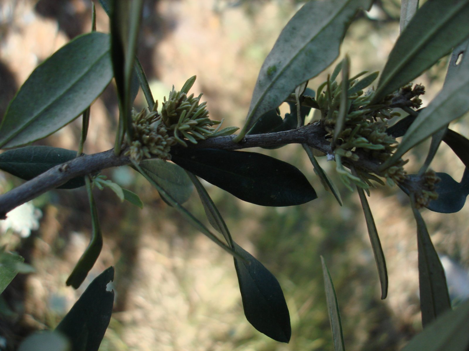 The Spread Across Europe (image credits: wikimedia)