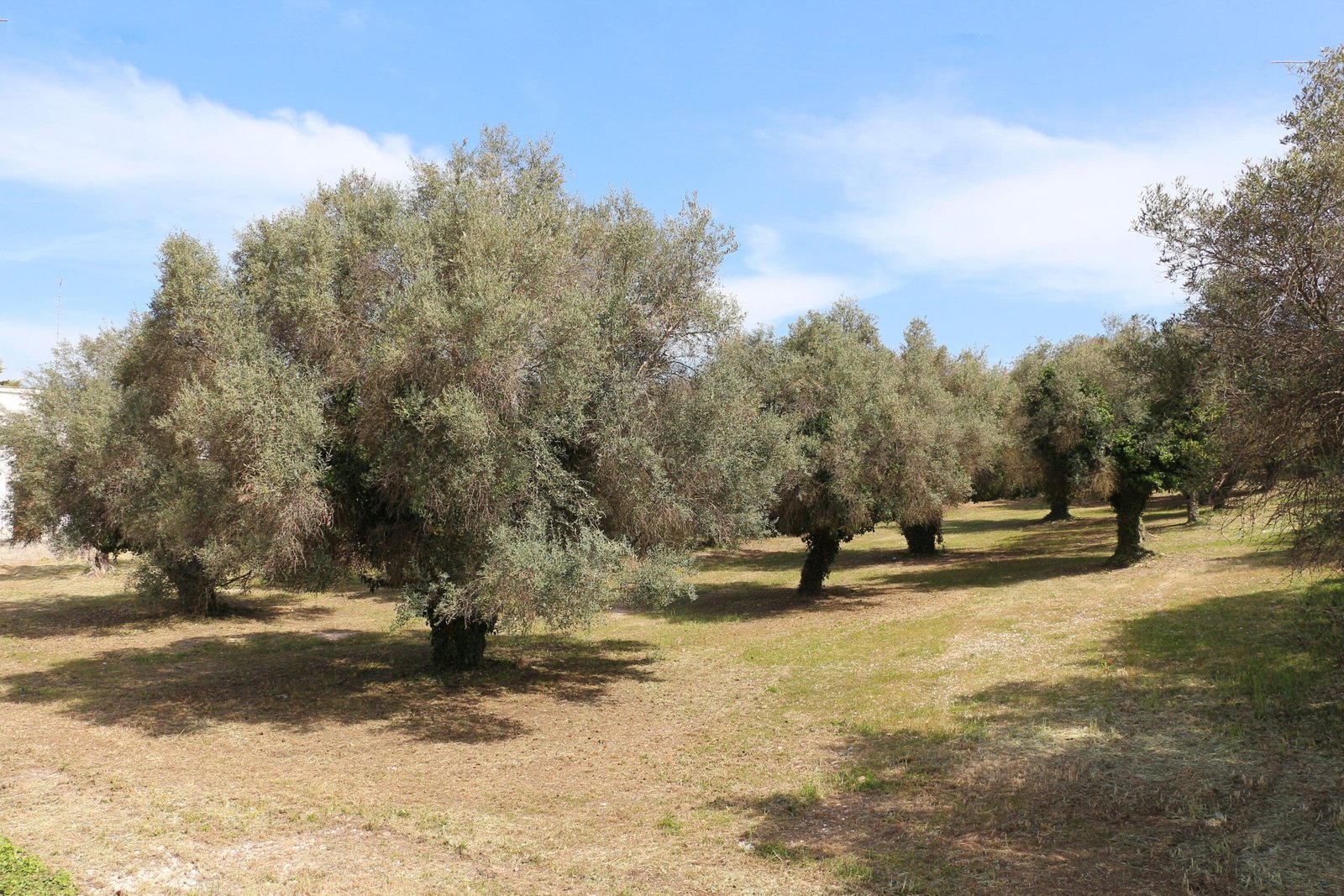 International Cooperation and Policies (image credits: wikimedia)