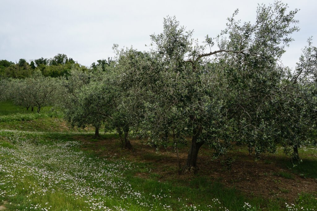 The Future of Olive Trees in Europe