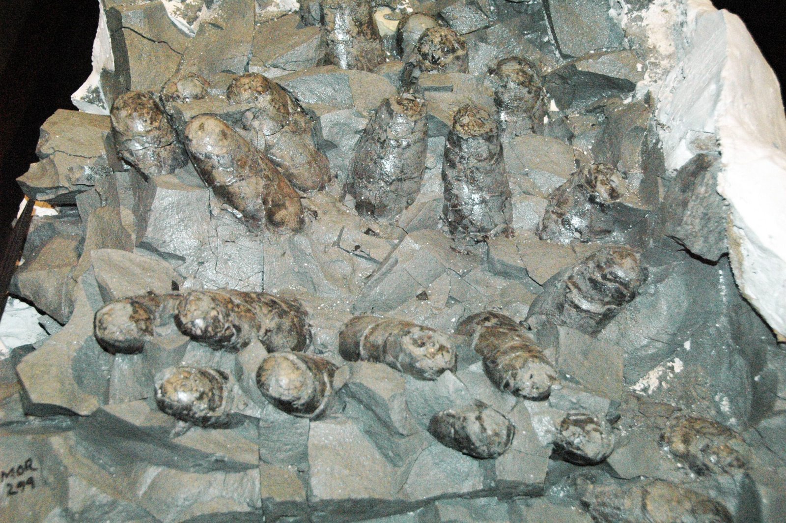 Environmental Insights Encapsulated (image credits: wikimedia)