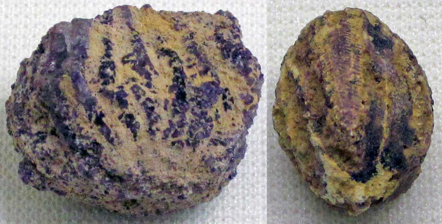 Coprolites and the Study of Extinction Events (image credits: wikimedia)