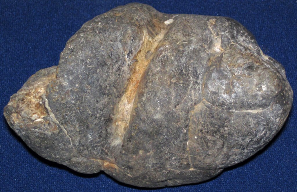 Why Fossilized Poop (Coprolites) Is a Goldmine of Information
