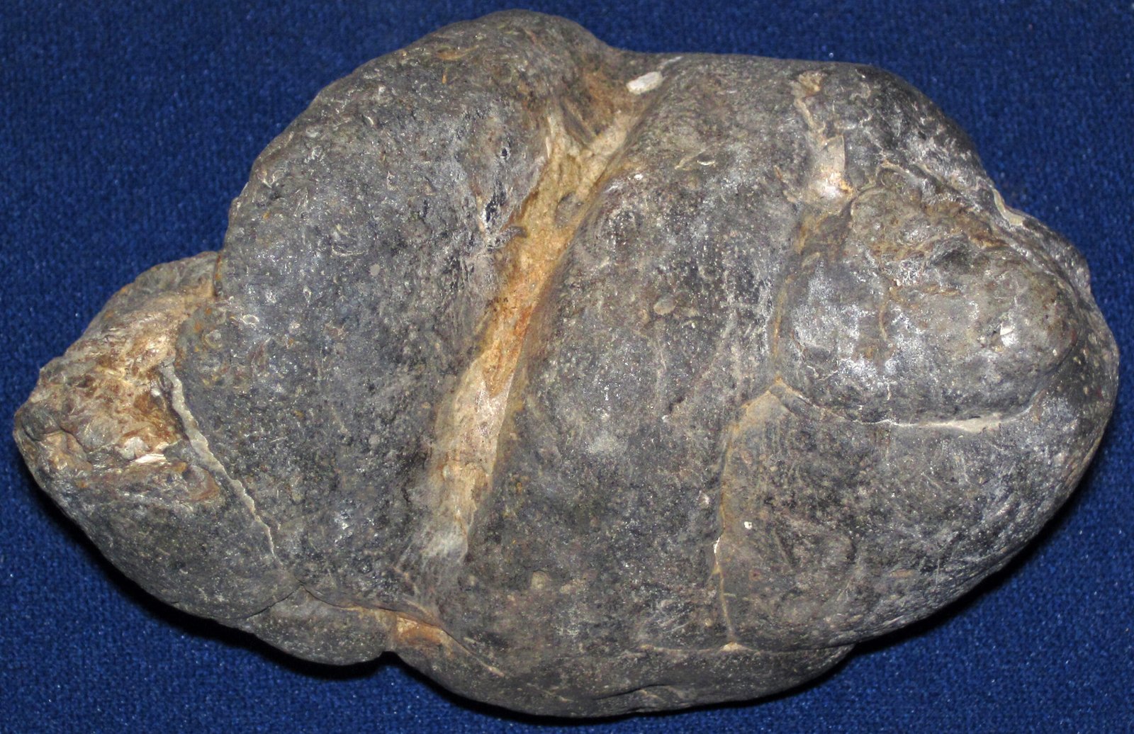 Why Fossilized Poop (Coprolites) Is a Goldmine of Information