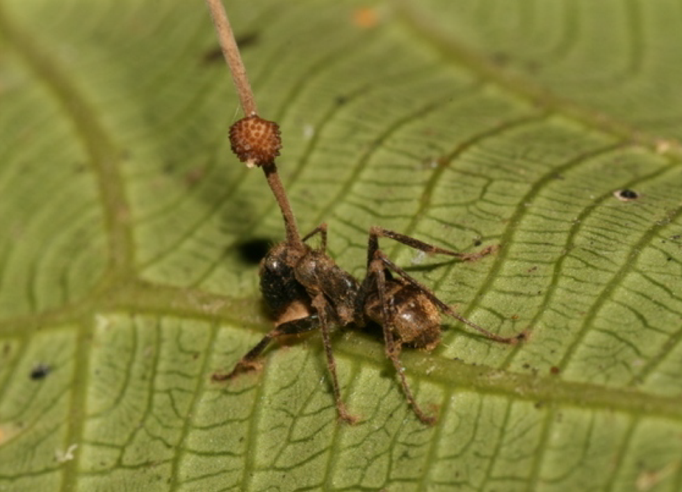 The Real-Life Zombies: Parasites That Control Their Hosts’ Behavior