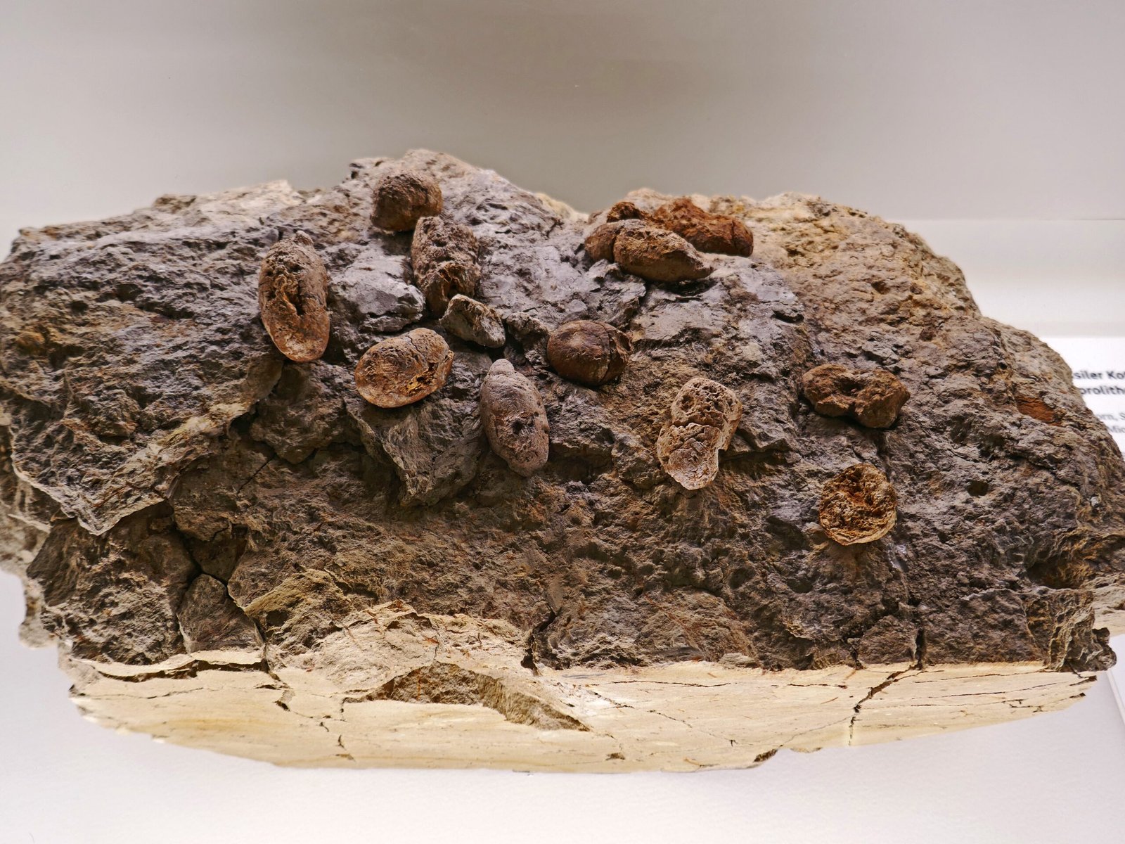 Techniques for Detecting Organic Matter (image credits: wikimedia)