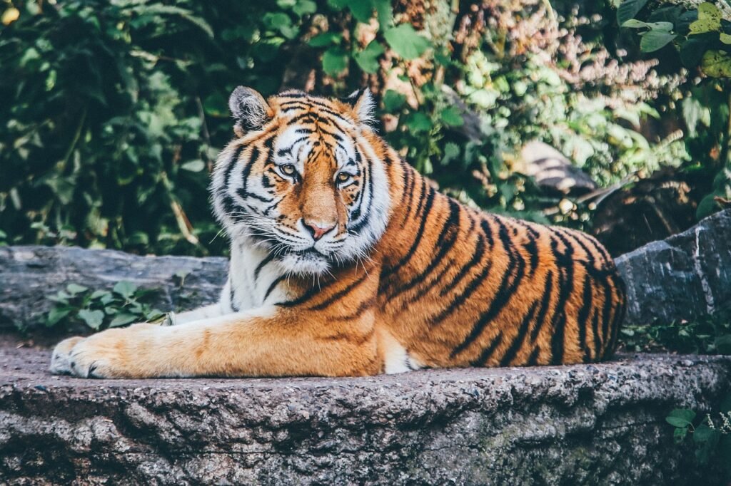 Big cat.