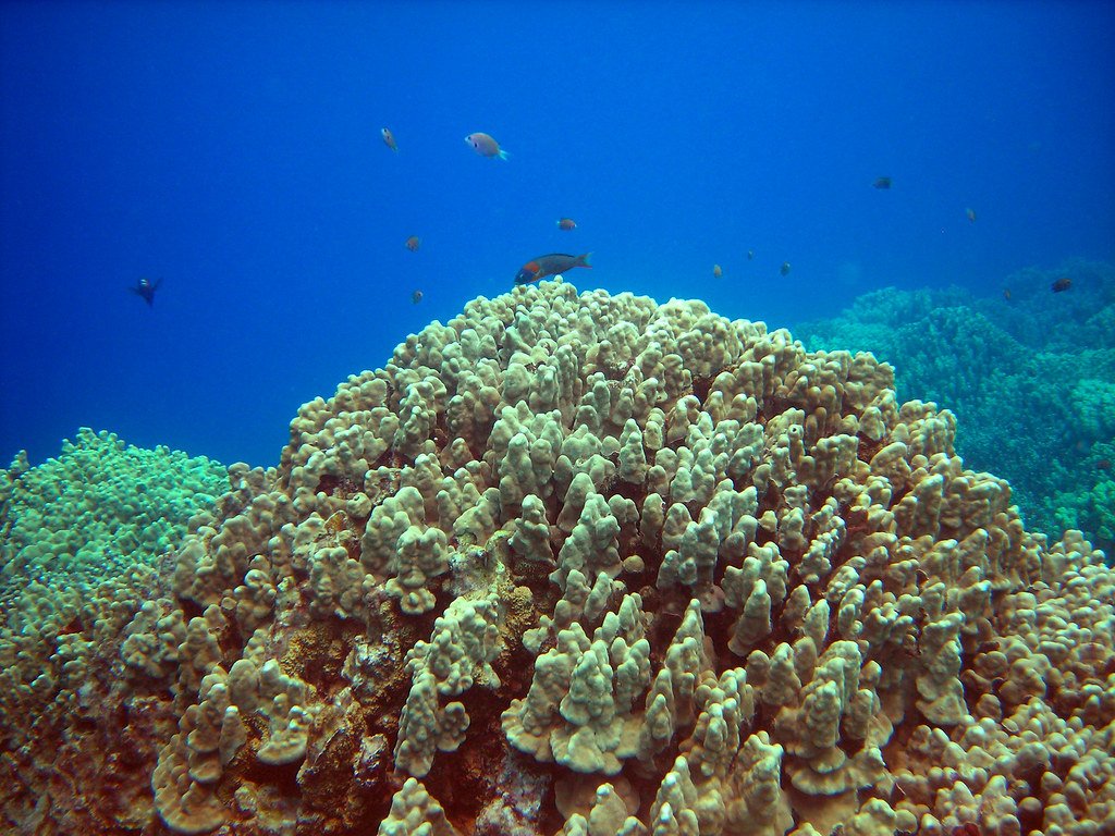 A huge chunk of bleached coral.