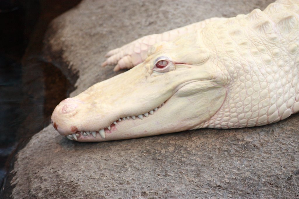 Rare animals