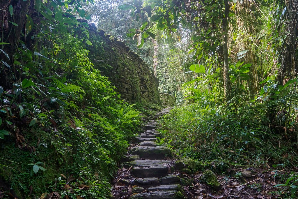 The pathway to a lost forest.