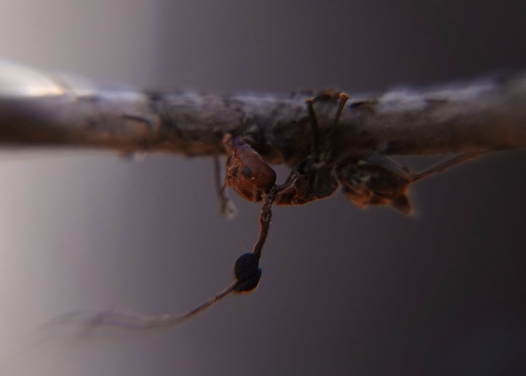 Ant fungi