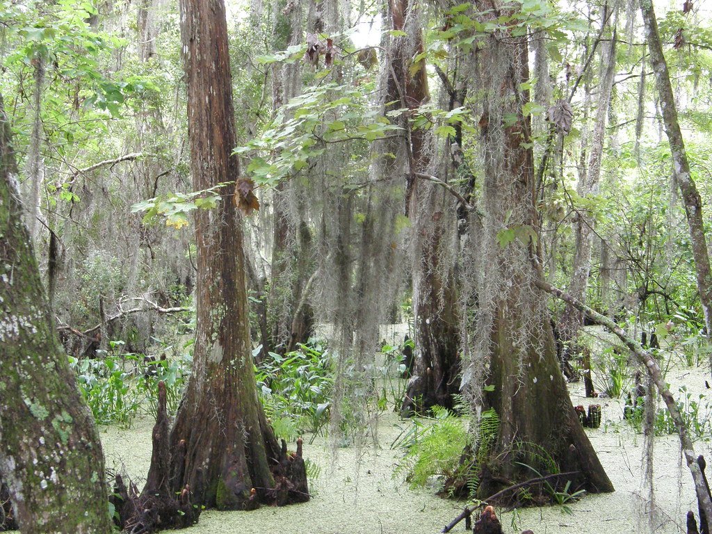 Base of Taxodium distichum.