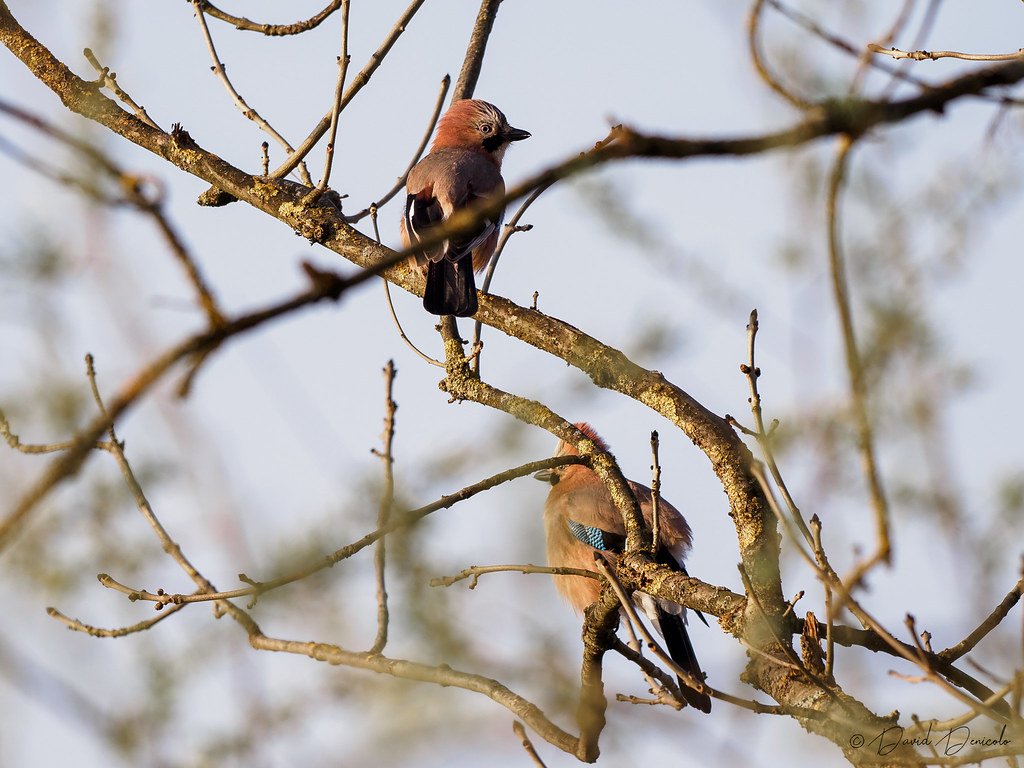 Eurasian Jays, intelligent birds
