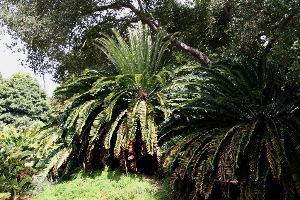 Encephalartos woodii