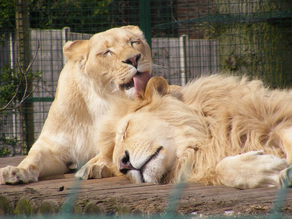 White lioness licking a white lion.