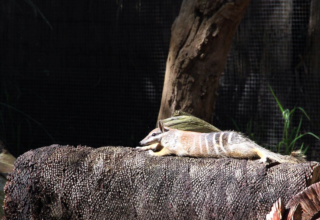 Australia, Numbat, marsupial
