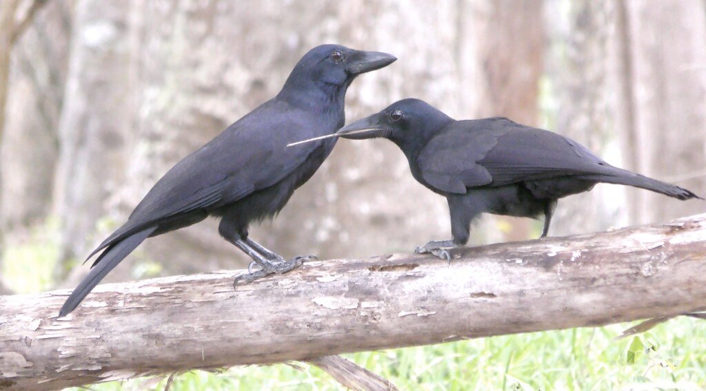 Caledonian crows, intelligent birds