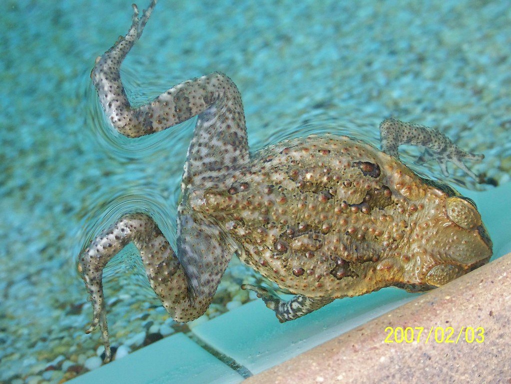Cane toad in the swimming pool.