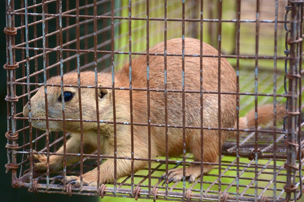 Captured Prairie Dog for research. 