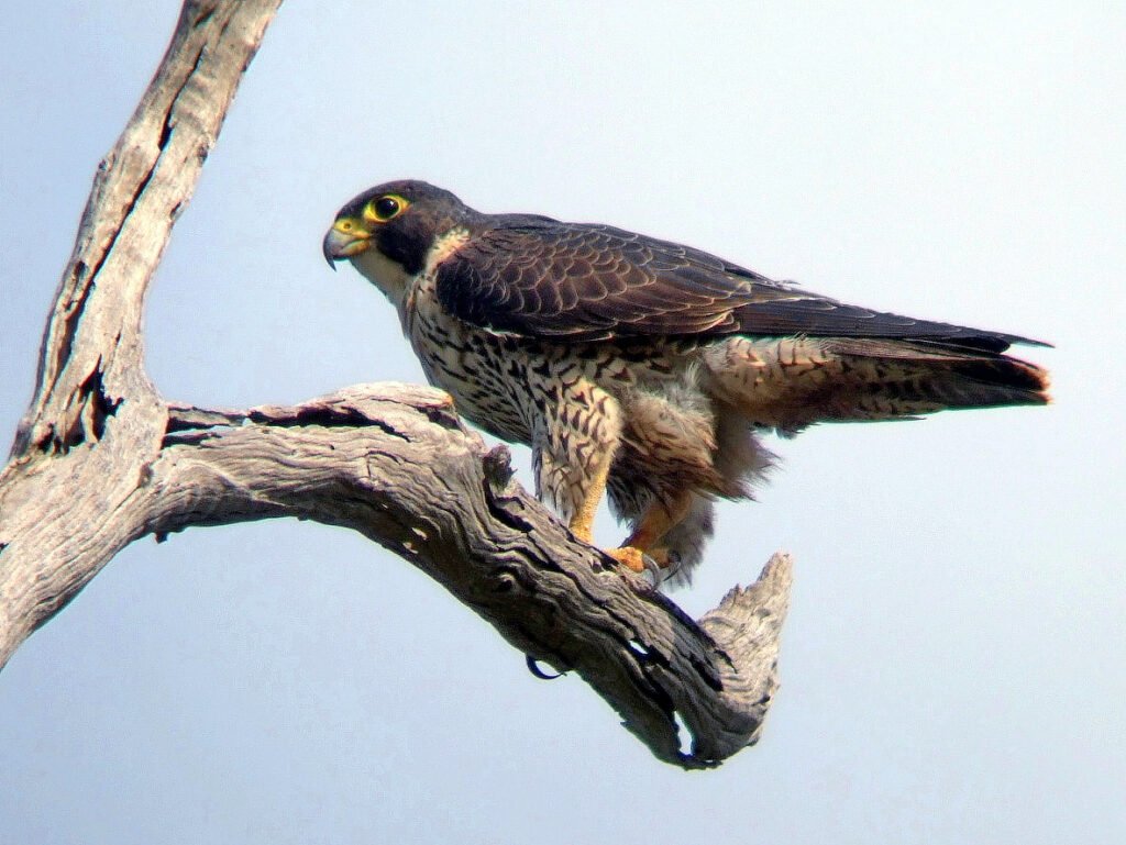 Falcon, birds