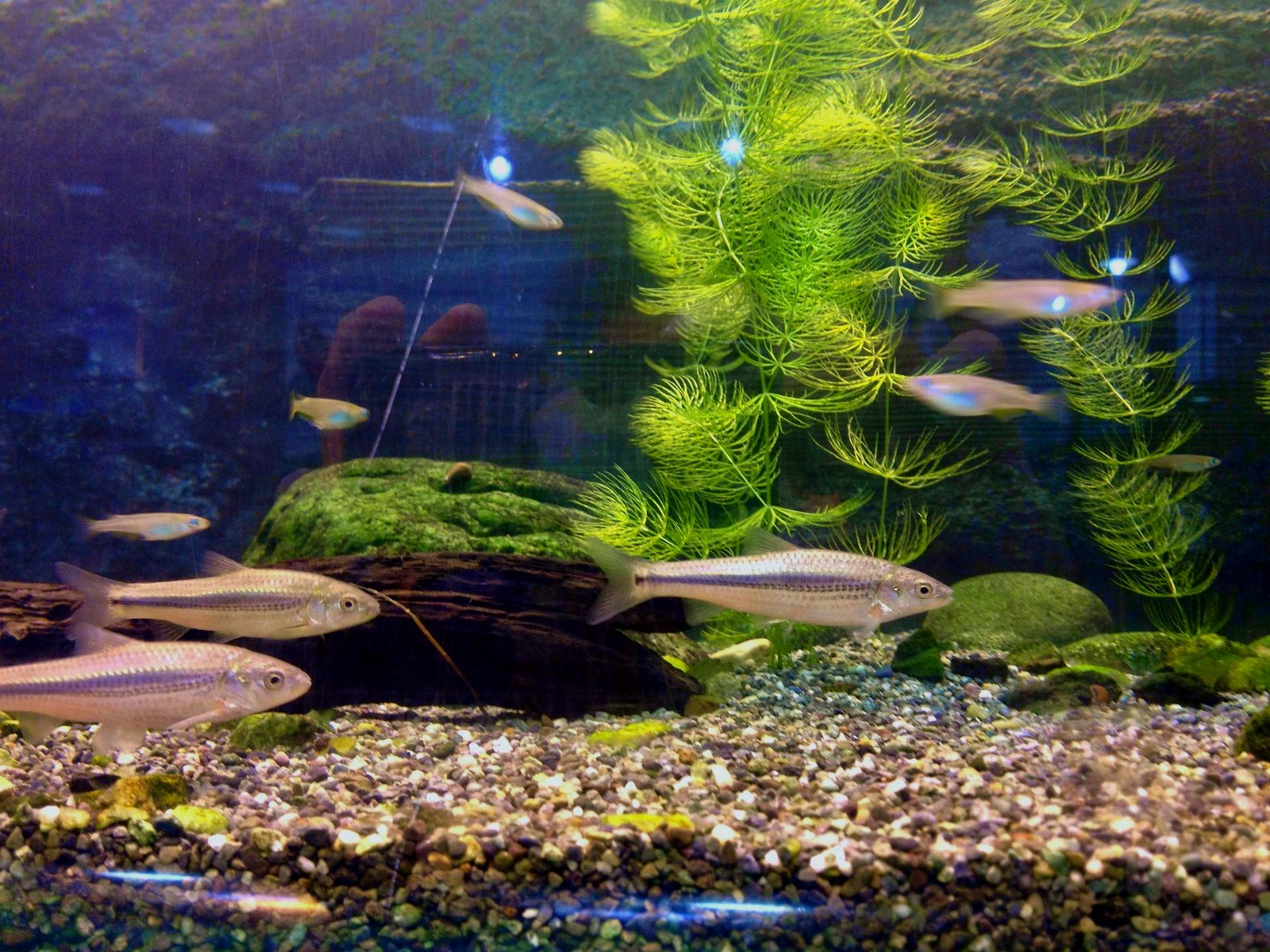 Nihon Medaka in Medaka World of Higashiyama Zoo.