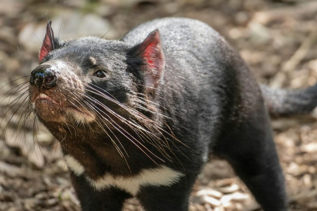 Captivating close-up of a Tasmanian Devil at the zoo, showcasing its unique features and whiskers.