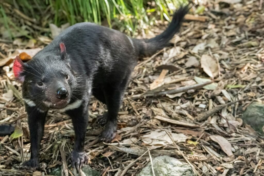 Detailed shot of a Tasmanian Devil in its natural habitat at the zoo.