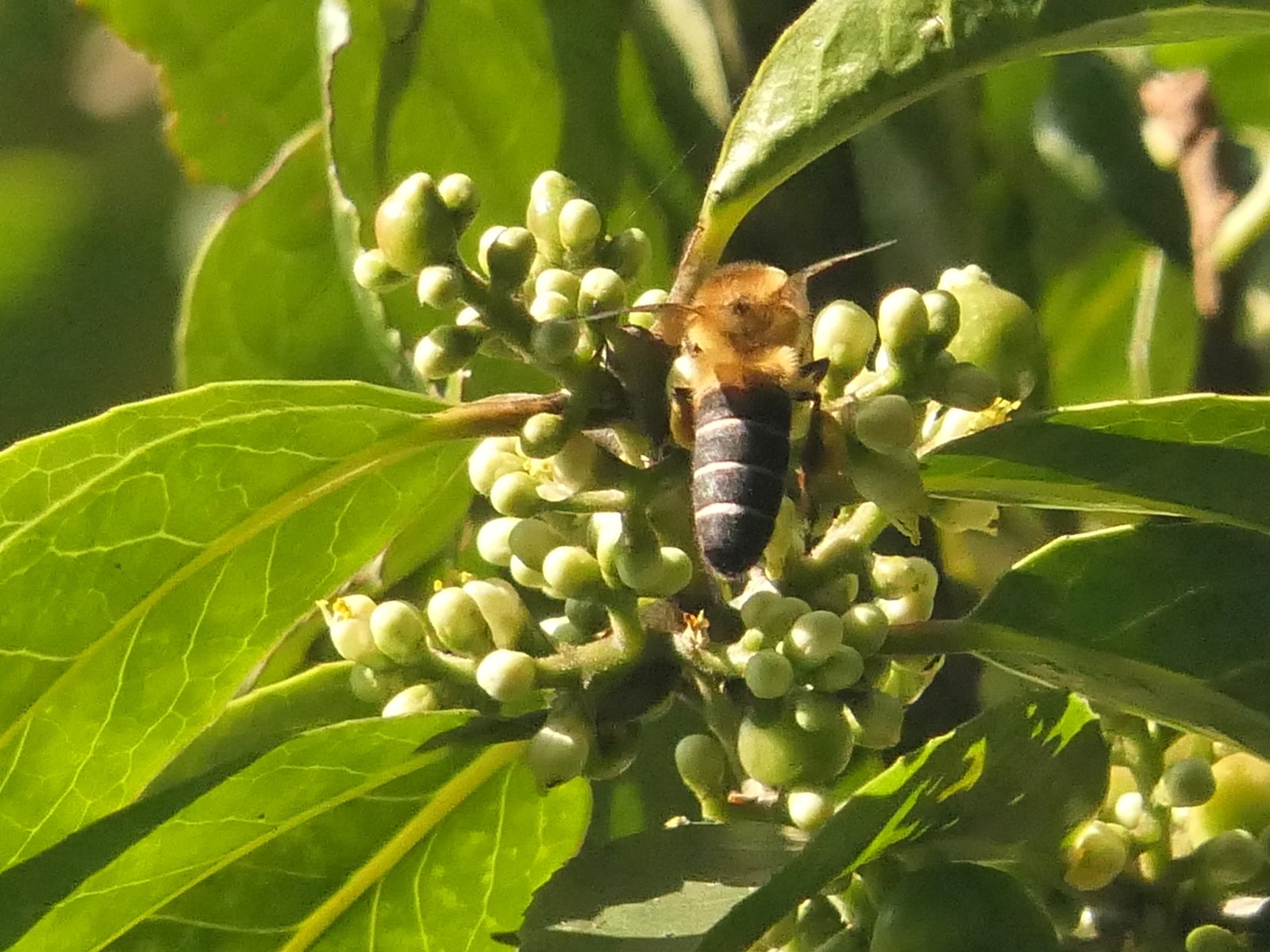 “Mad” Honey and the Giant Bees of Nepal: The Bizarre Science Behind This Toxic Treasure