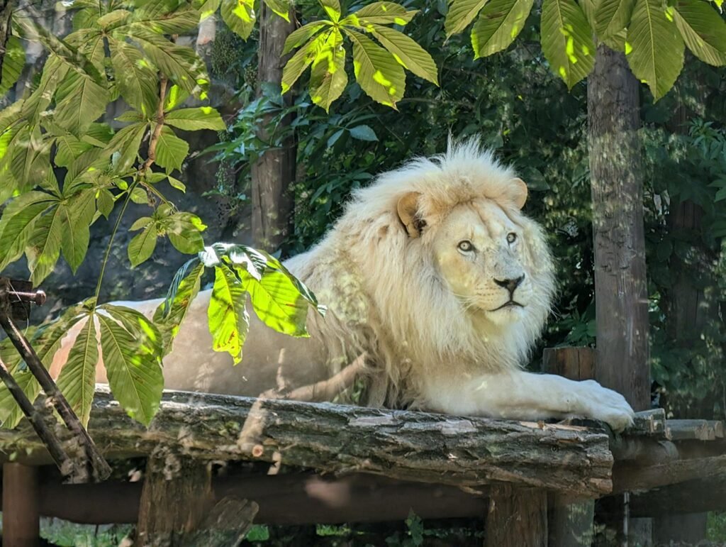 A stunning white lion resting amidst greenery in a zoo setting, exuding majesty.