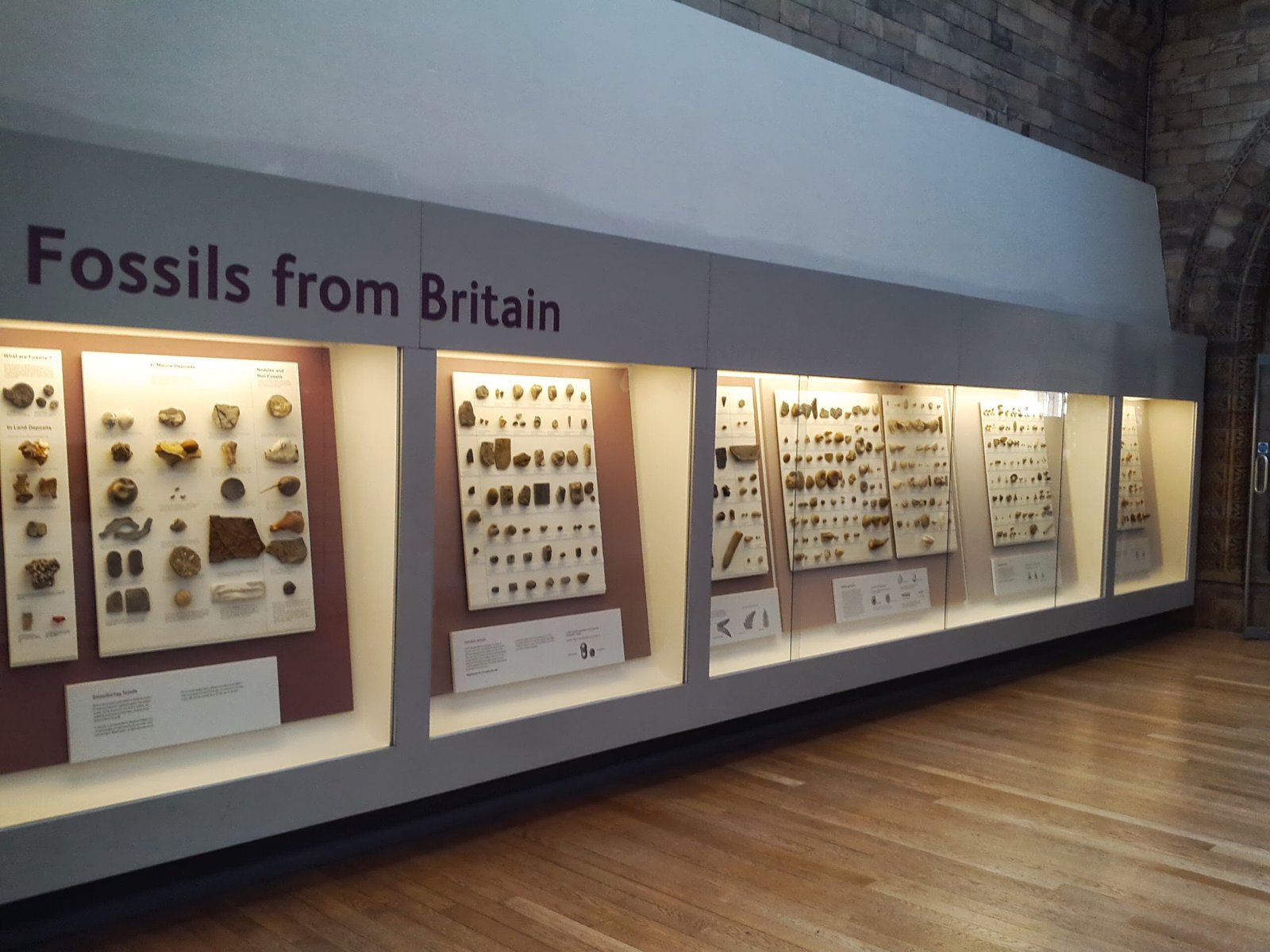 The London Underground Fossil Mystery: Why Are So Many Ancient Bones Found Below the City?