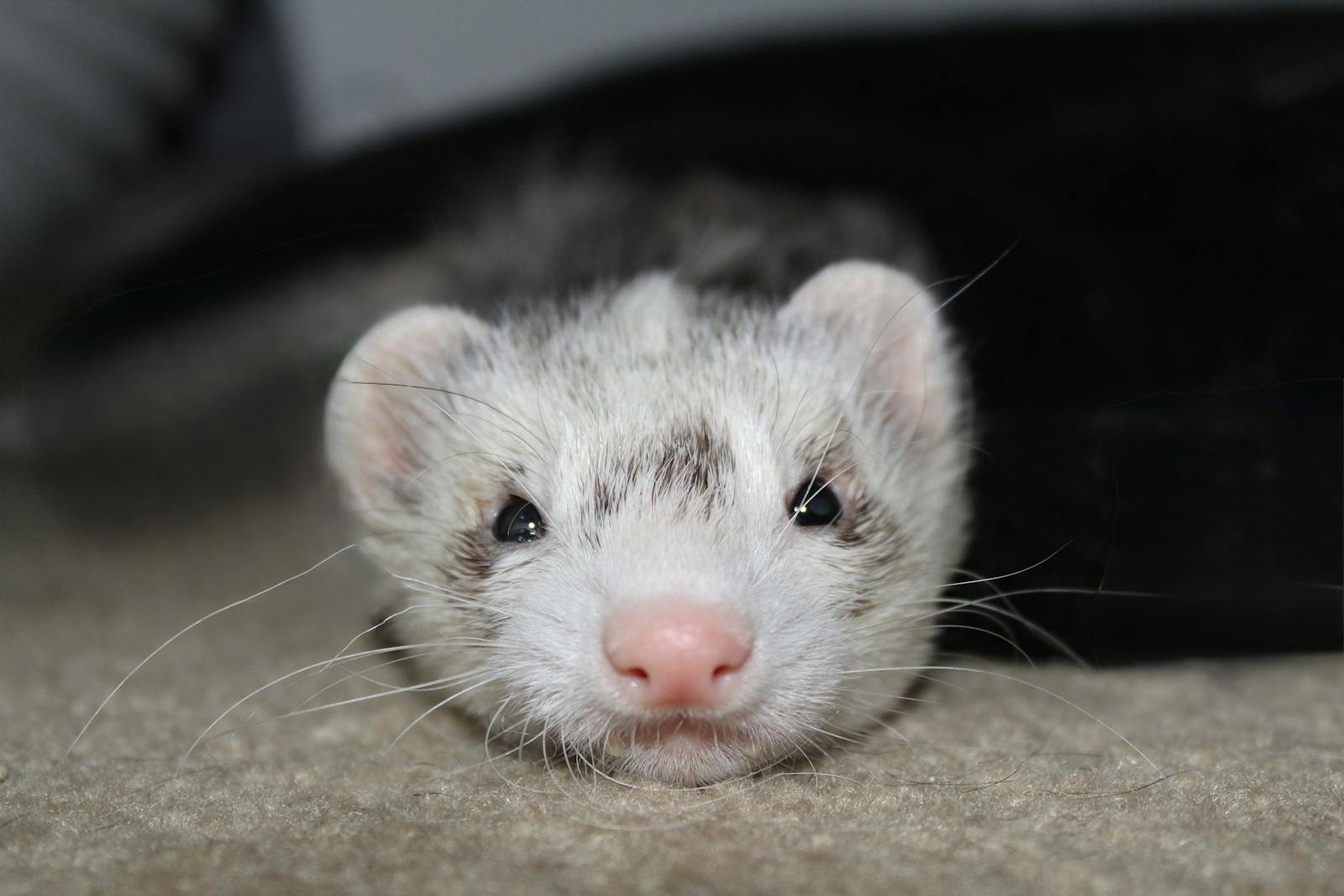Felicia the Ferret: What Was This Critter Doing in a Particle Accelerator?
