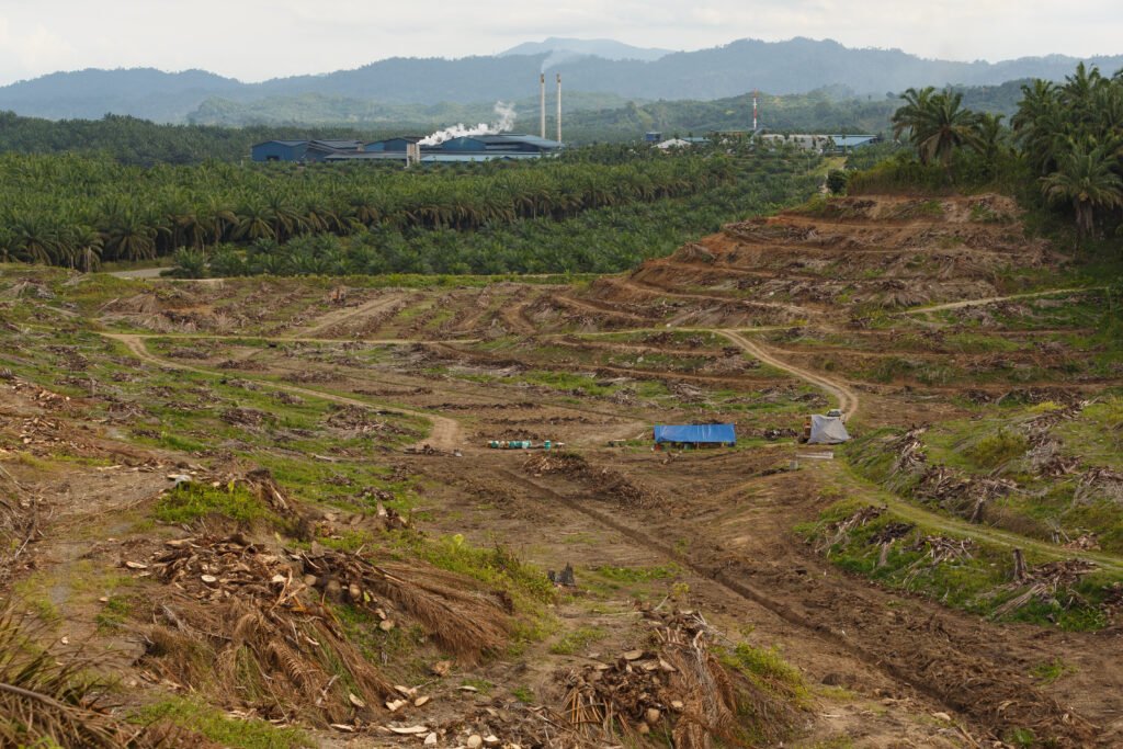 Palm oil plantation