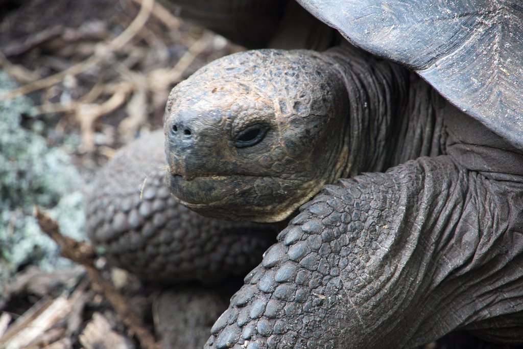 Fernandina Tortoise close up.