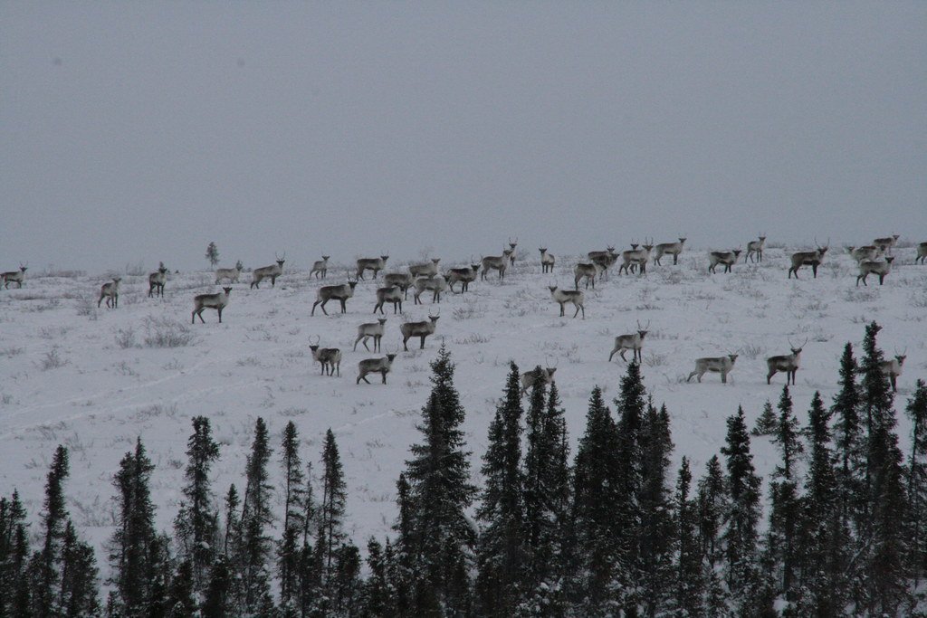 Caribou herd, conservation