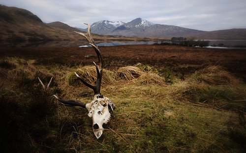 Animal skulls, forest skulls
