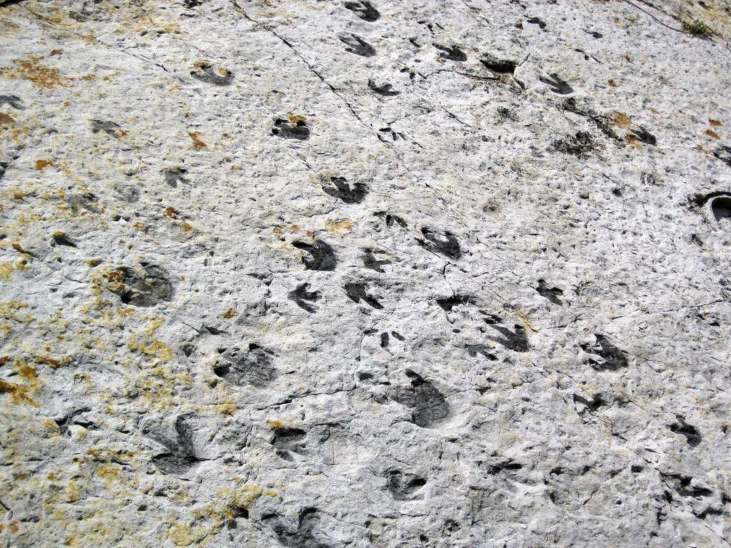 Dinosaur footprints