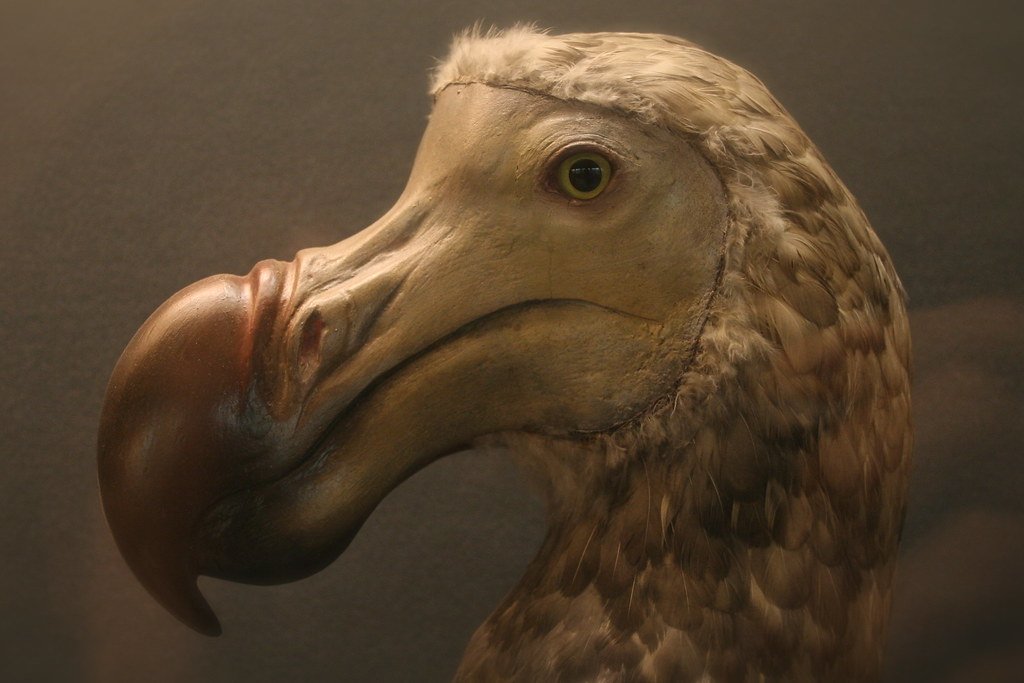 Extinct animals, dodo bird