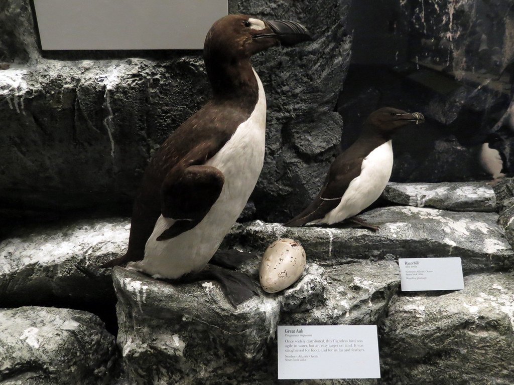 Great Auk