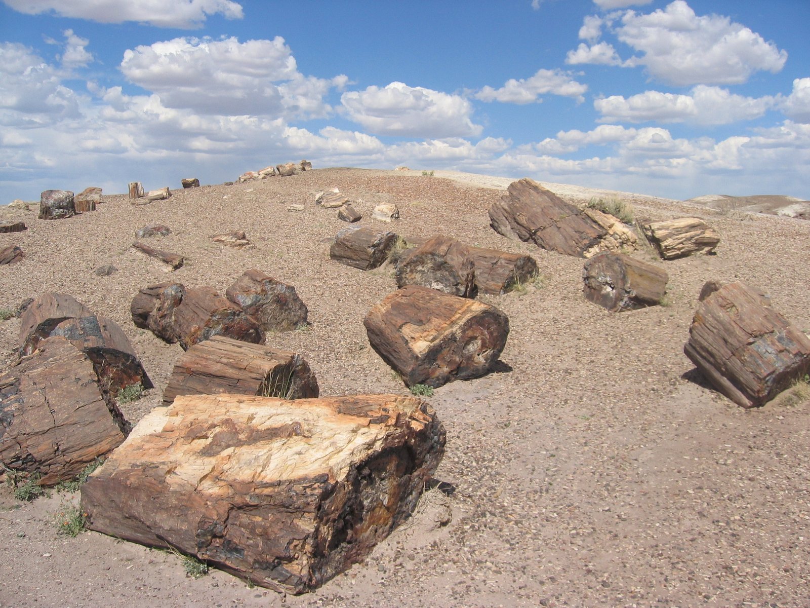 The Petrified Forest That Was Once a Lush Tropical Jungle in Arizona