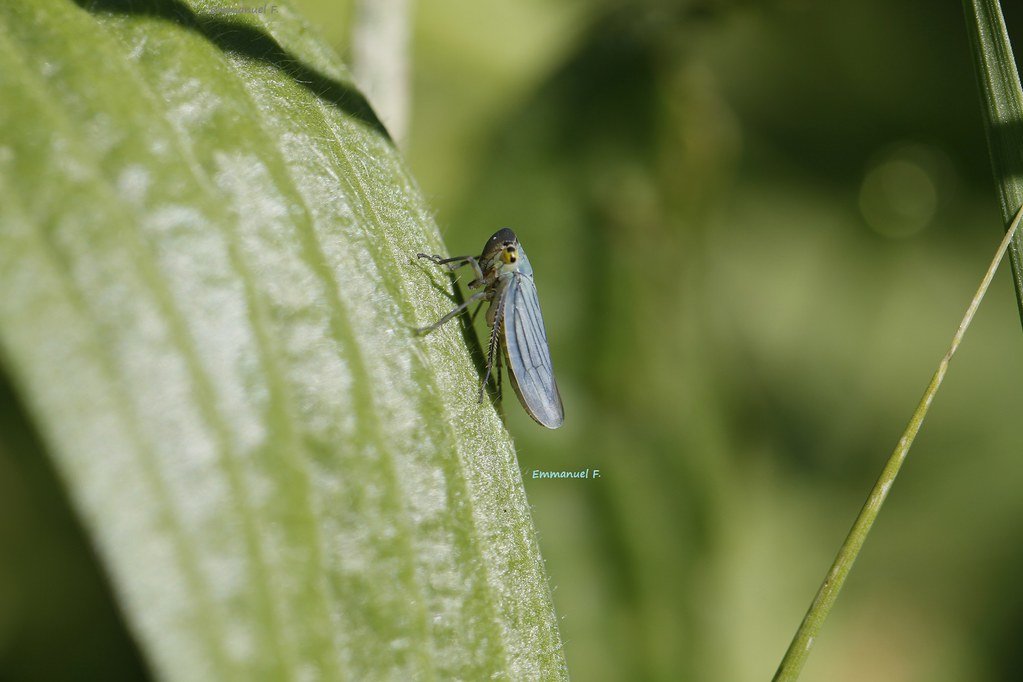 insect surveillance, Pentagon
