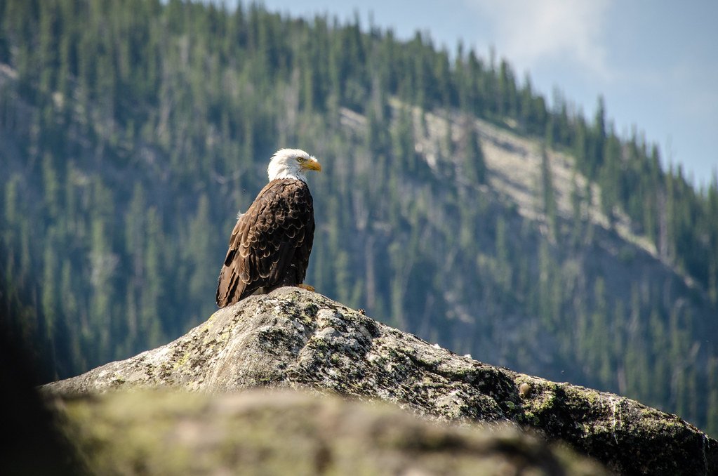 Bald eagle, Montana