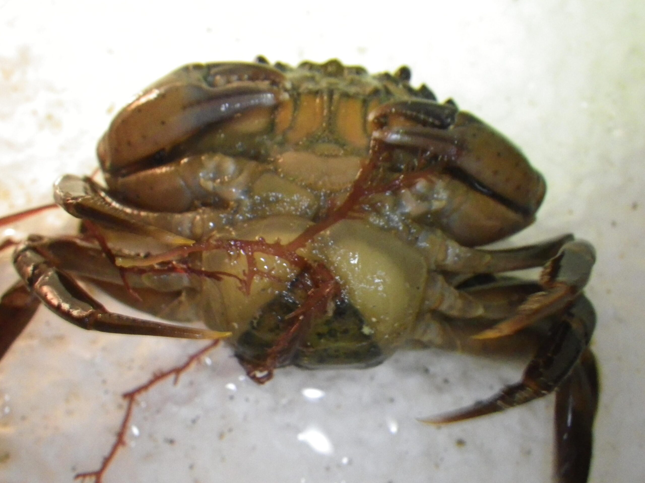 The Parasitic Barnacle That Turns Crabs Into Mindless Baby-Carrying Hosts