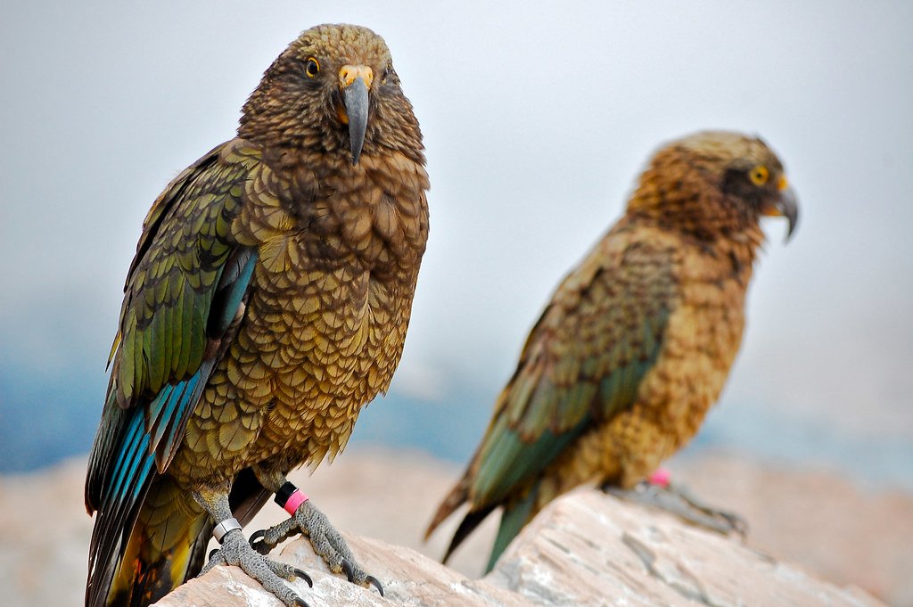 Intelligent birds, keas