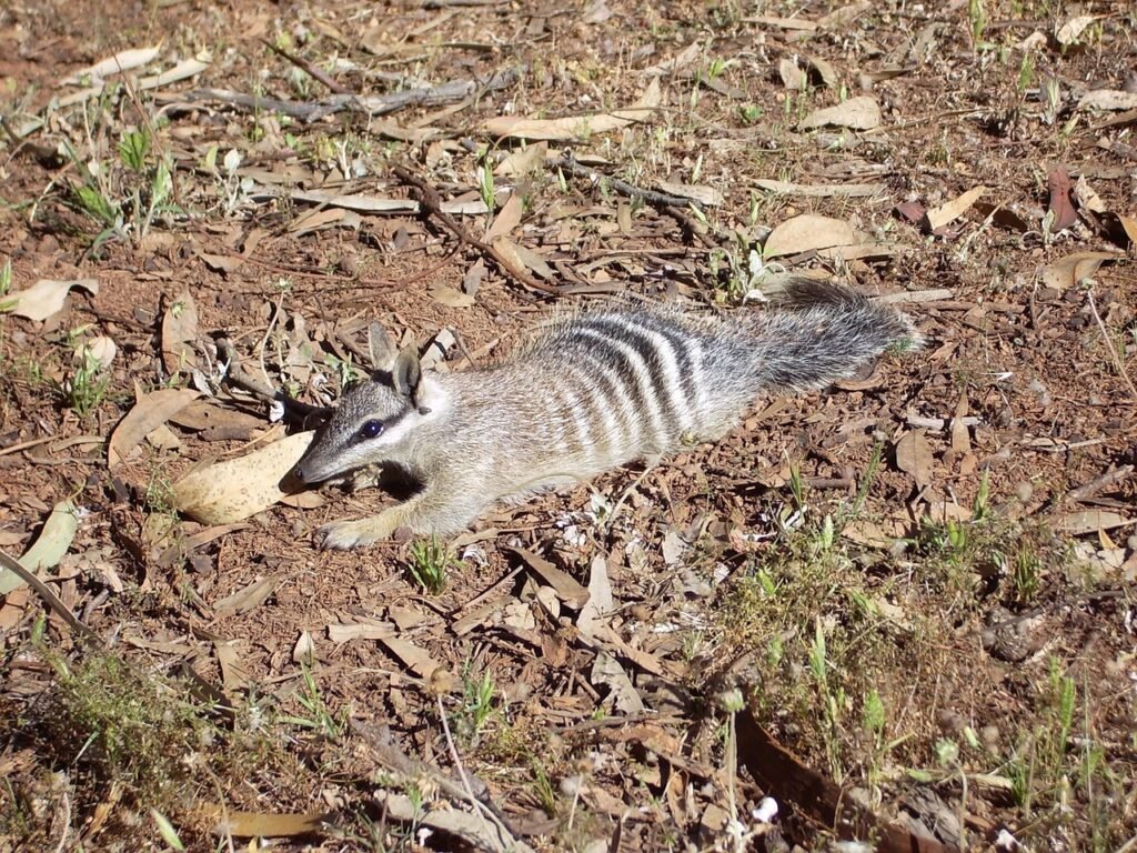 numbat, anteater, banded, fasciatus, myrmecobius, fauna, wild, wildlife, mammal, animals, numbat, nature, numbat, numbat, numbat, numbat, anteater