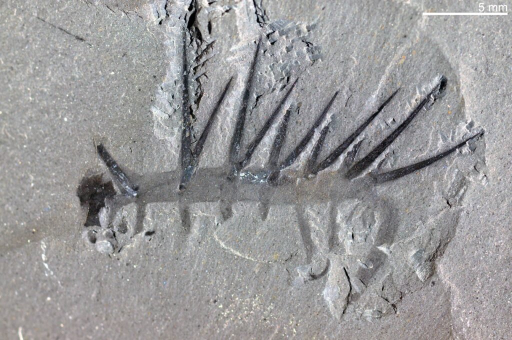 Prehistoric creature