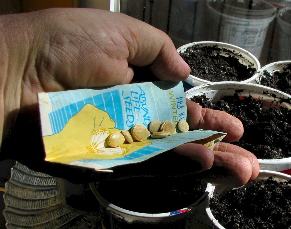 Plant seeds