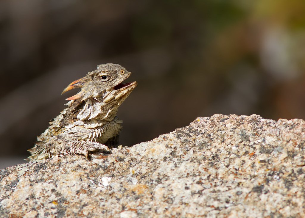 Horned Lizard 