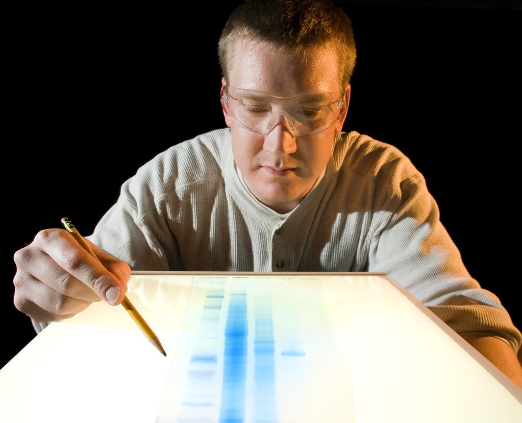 Researcher analyzes a gel pattern of proteins produced in the bacteria employed in biofuels production strategies.