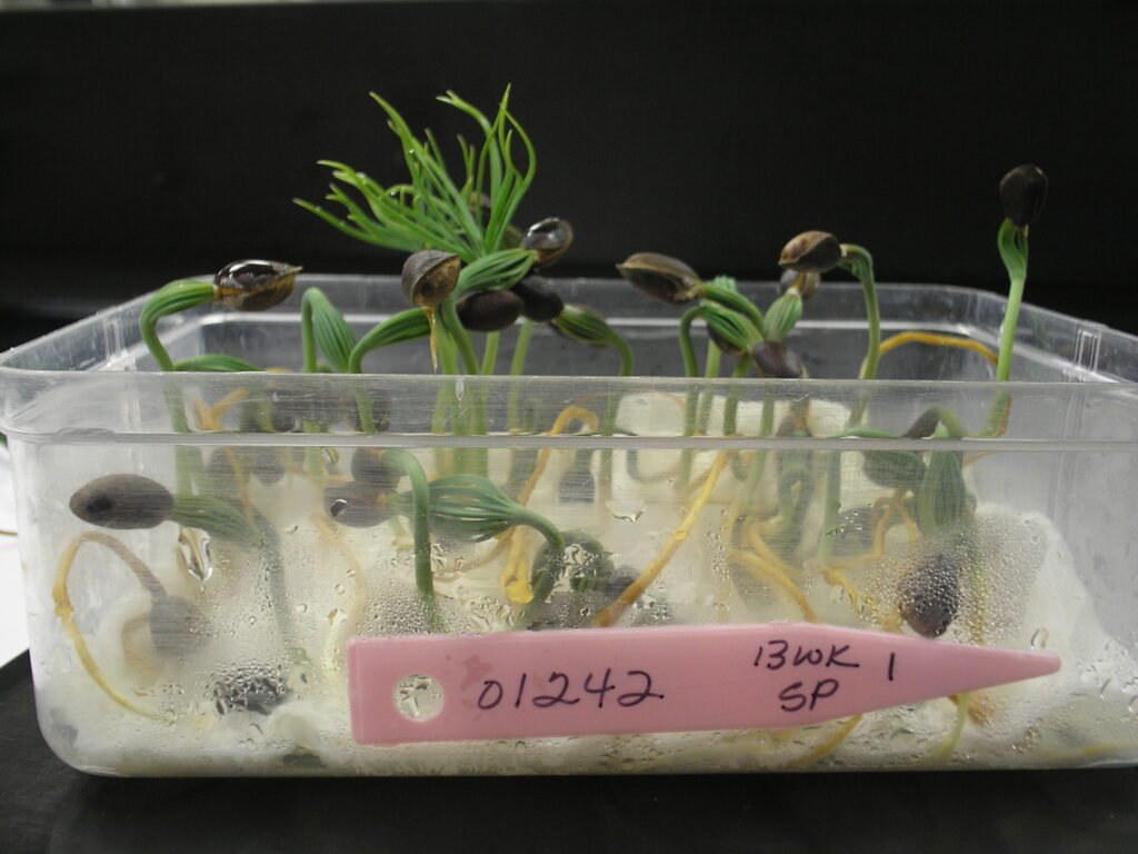 Seed Germination, plant seeds