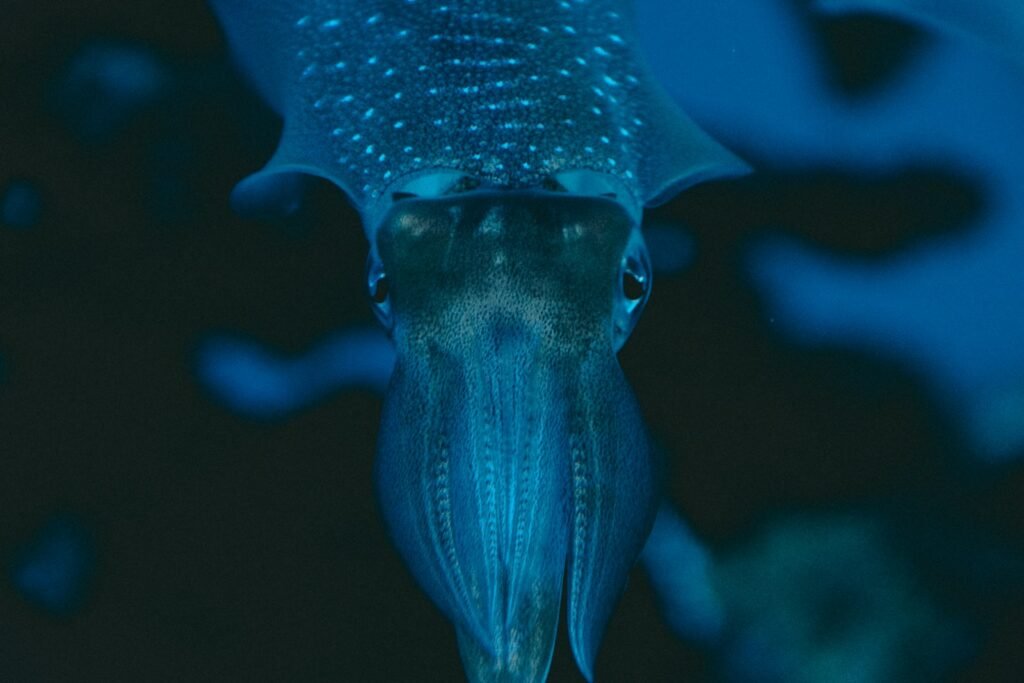 Squid